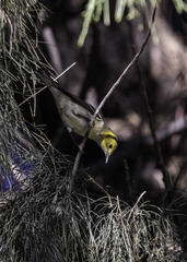 Setophaga occidentalis