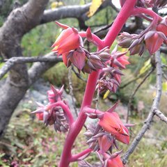 Echeveria rubromarginata