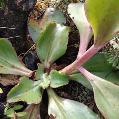 Echeveria rubromarginata