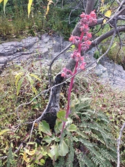 Echeveria rubromarginata