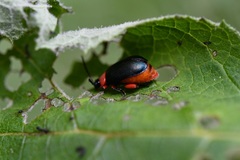 Asphaera abdominalis