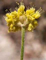 Eriogonum alexanderae