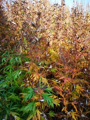 Artemisia vulgaris kamtschatica