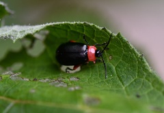 Asphaera abdominalis