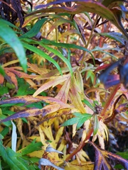 Artemisia vulgaris kamtschatica