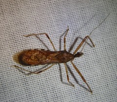 Rocconota annulicornis