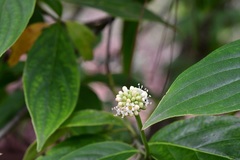 Cornus disciflora