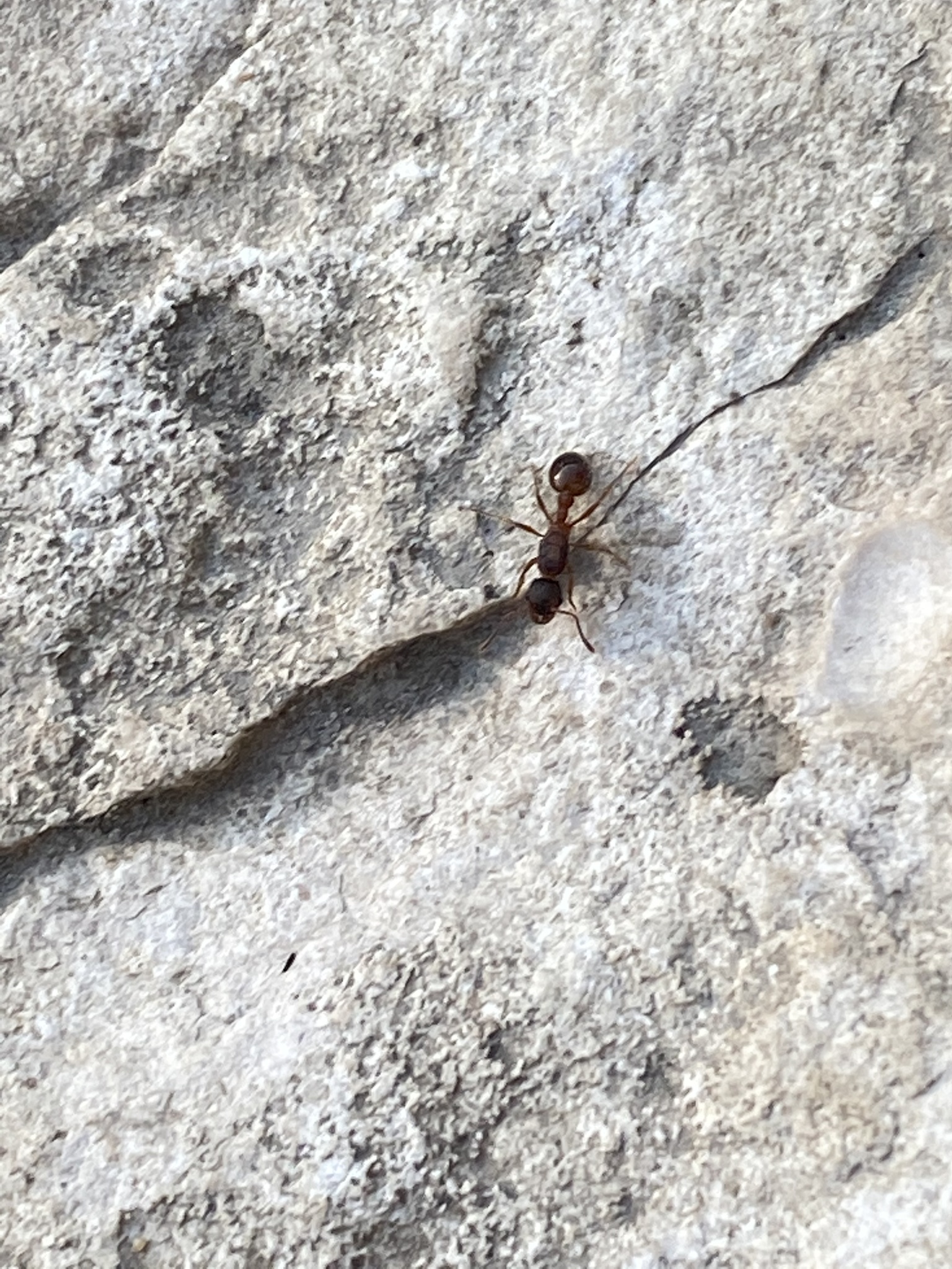 Myrmica