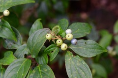 Cornus excelsa