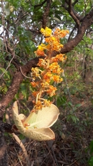 Byrsonima verbascifolia