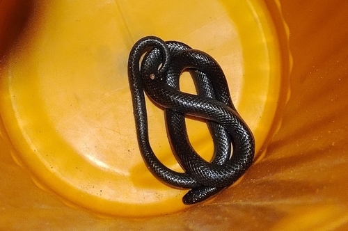 Equatorial Mussurana