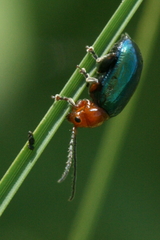 Syphrea