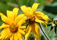 Xanthocampsomeris completa