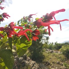 Salvia pubescens
