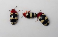 Callischyrus candezei