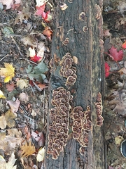 Trametes versicolor