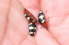 Callischyrus candezei