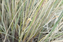 Carex litorosa