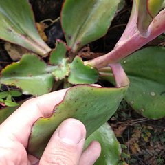 Echeveria rubromarginata