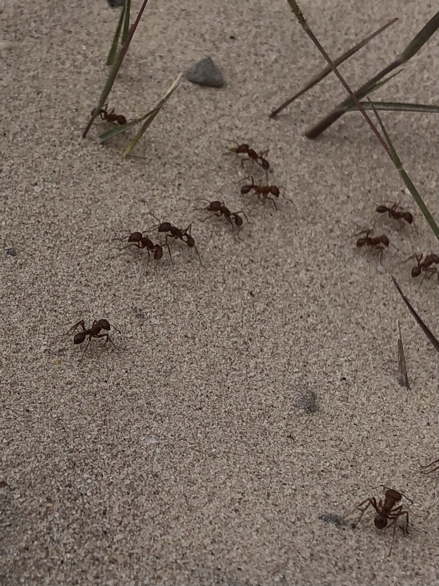 Pogonomyrmex barbatus
