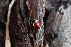 Callischyrus candezei