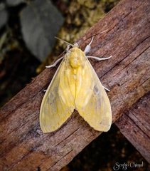 Castrica phalaenoides