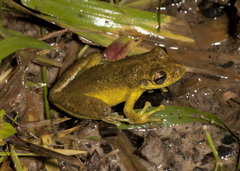Scinax ruber