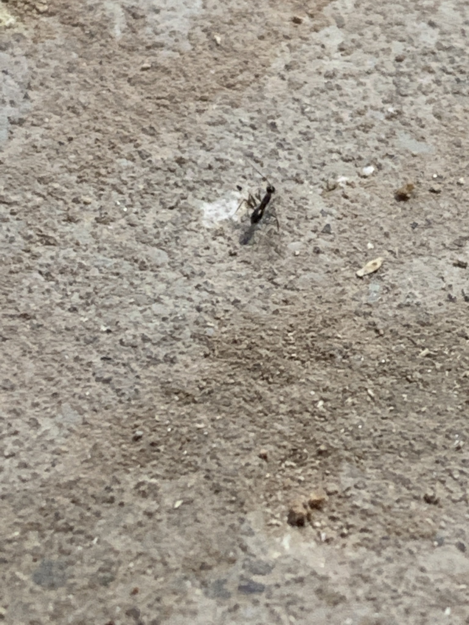 Paratrechina longicornis