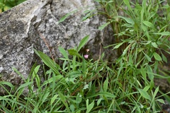 Pinaropappus spathulatus