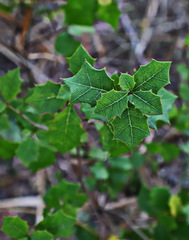 Alchornea ilicifolia