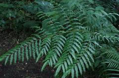 Pteris pulchra