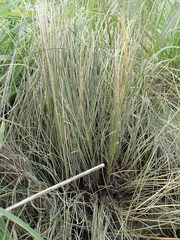 Carex litorosa