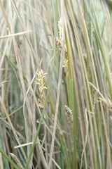 Carex litorosa
