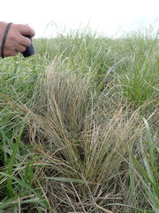 Carex litorosa