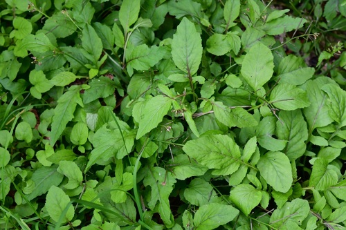 Variableleaf yellowcress