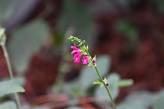 Salvia chiapensis