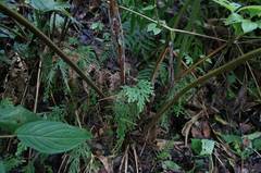 Pteris pulchra