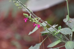 Salvia chiapensis