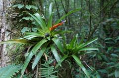 Tillandsia multicaulis