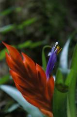 Tillandsia multicaulis