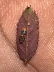 Ocyptamus gastrostactus