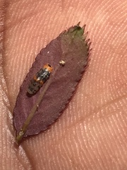 Ocyptamus gastrostactus