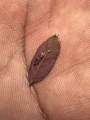 Ocyptamus gastrostactus