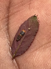 Ocyptamus gastrostactus