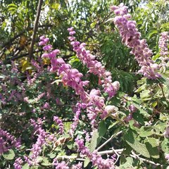 Salvia lasiantha