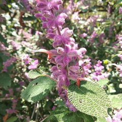 Salvia lasiantha