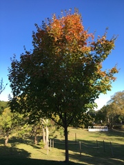Acer saccharum
