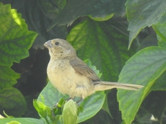 Sporophila torqueola