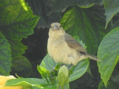 Sporophila torqueola