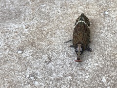 Phrictus tripartitus